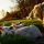 group of sheep lying on grass field