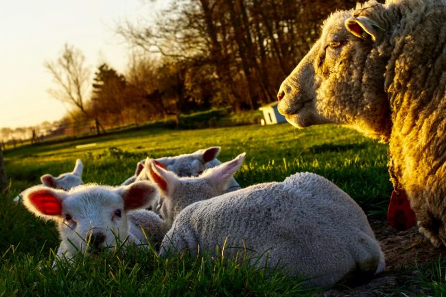 group of sheep lying on grass field