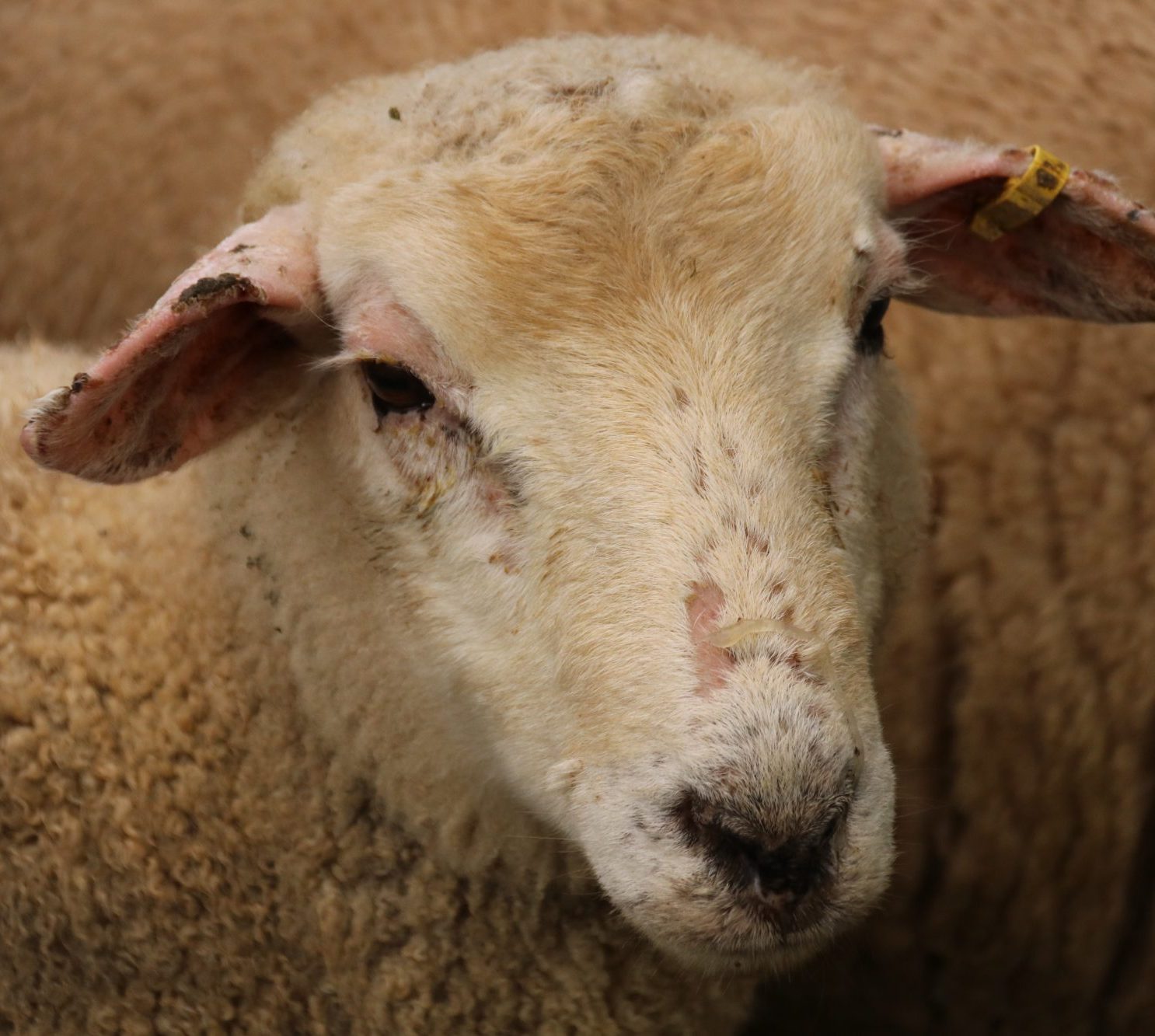 Facial Eczema Risk Monitor Vet Services Dannevirke