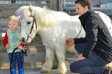 Lifestyle Farmers - Miniatures, Ponies and Horses