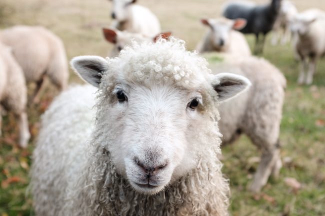 white sheep on green grass during daytime
