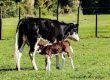 black and white cow with calf