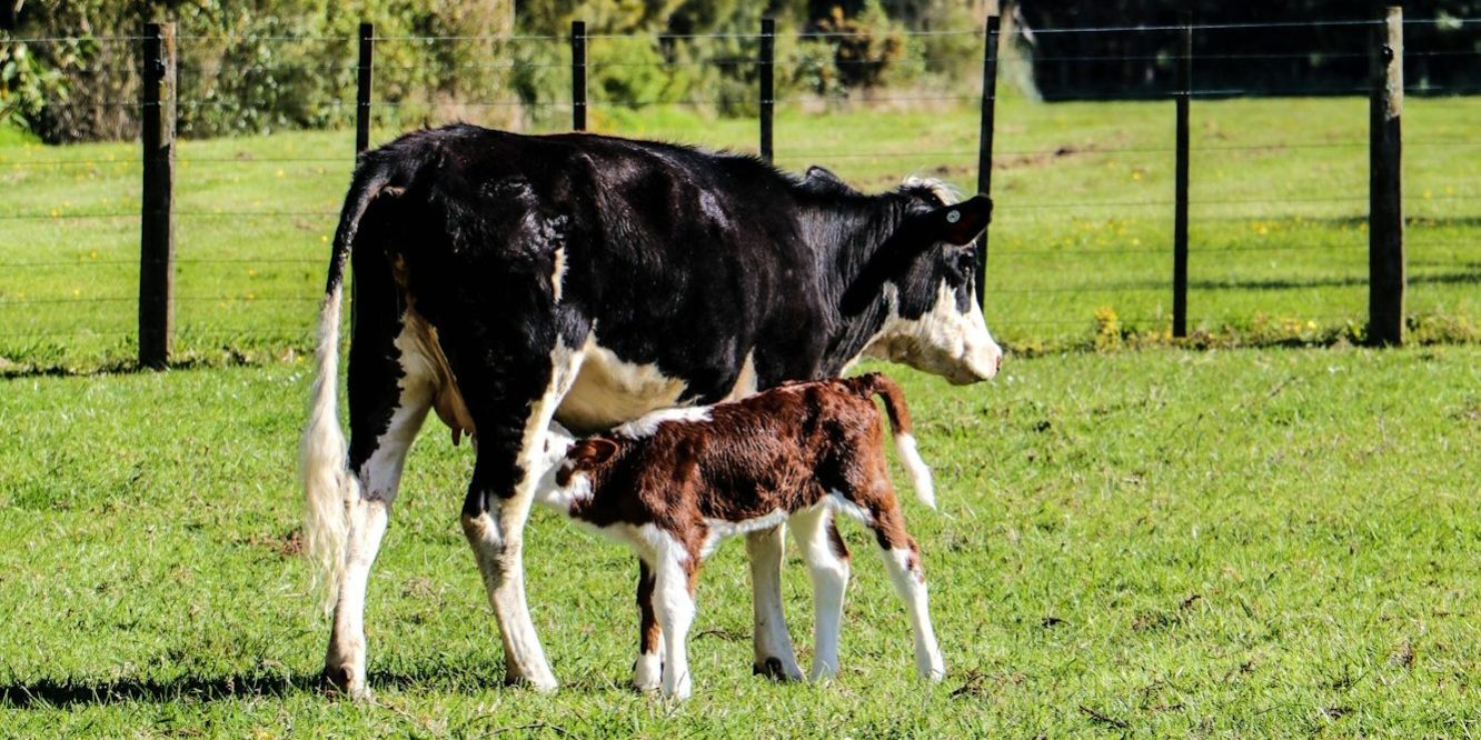 black and white cow with calf