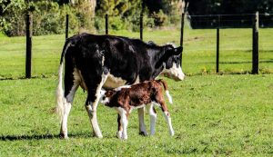 black and white cow with calf