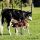 black and white cow with calf