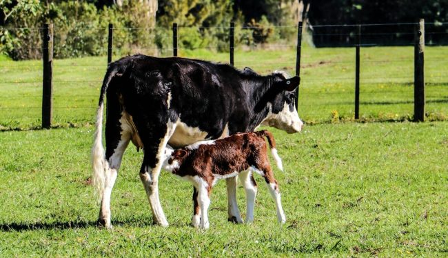black and white cow with calf