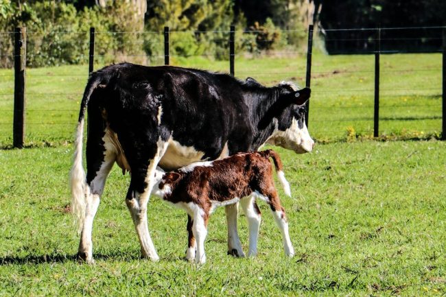 black and white cow with calf