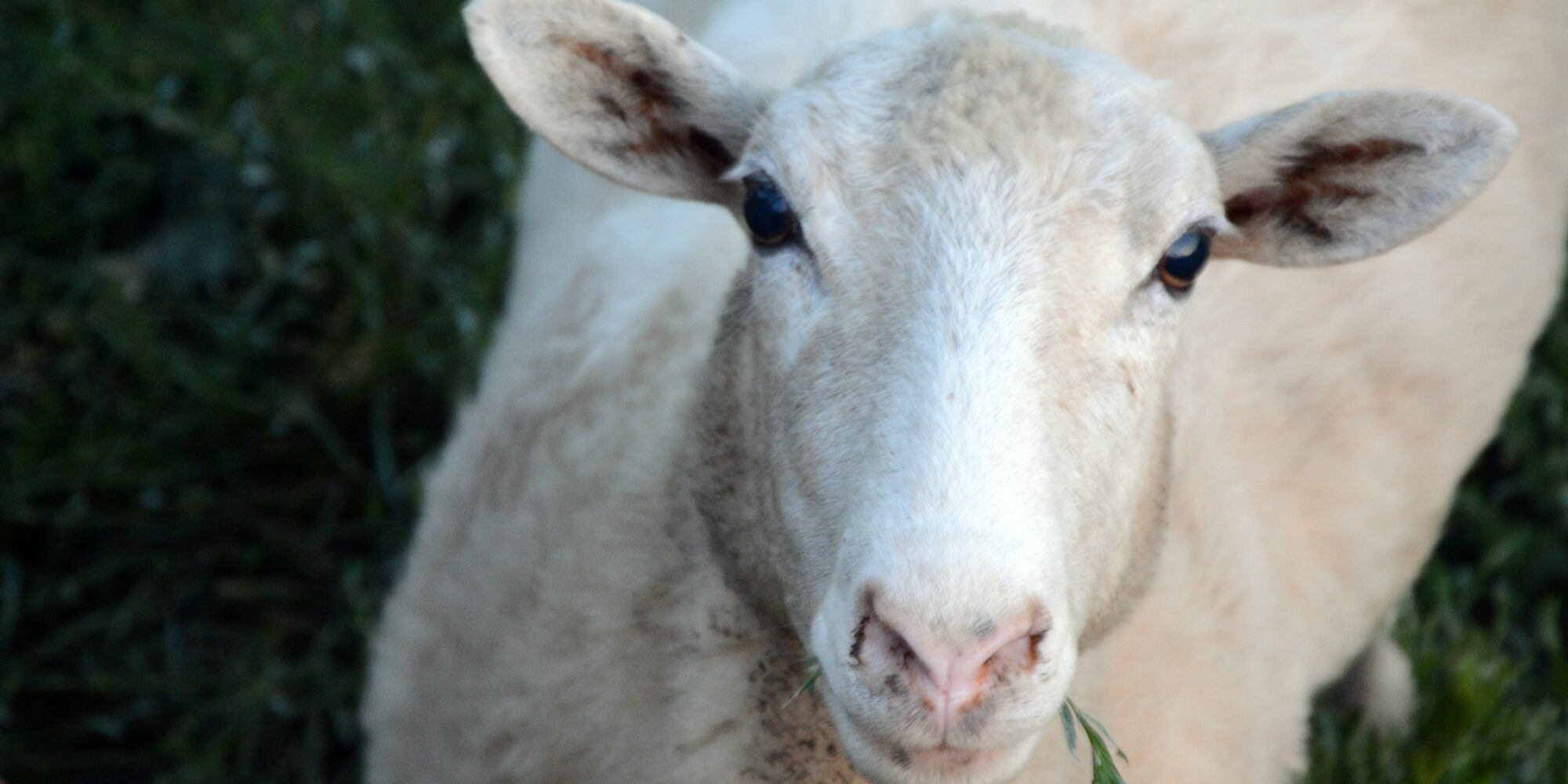 white sheep eating grass