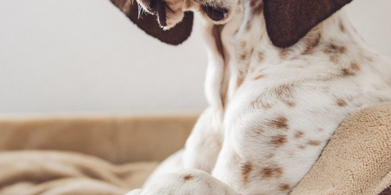 Desexing your dog when's the best time? Vet Services Dannevirke