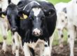 selective focus photography of cow
