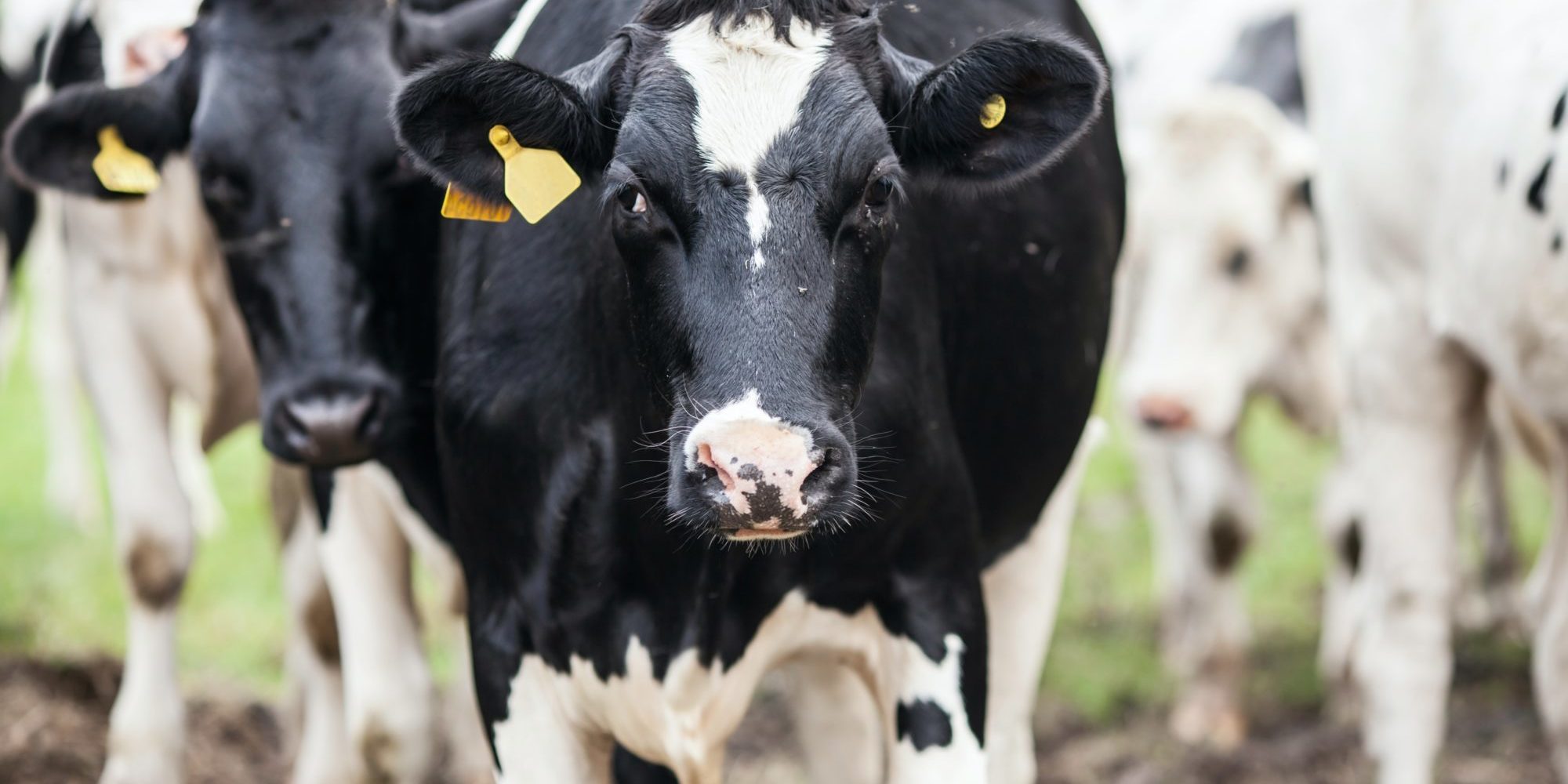 selective focus photography of cow