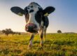 black and white cow on green grass field during daytime
