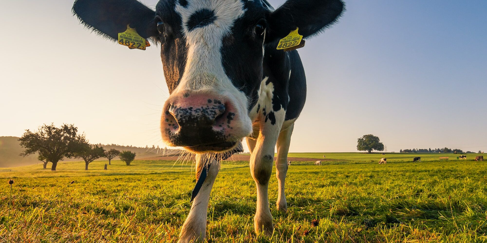 black and white cow on green grass field during daytime