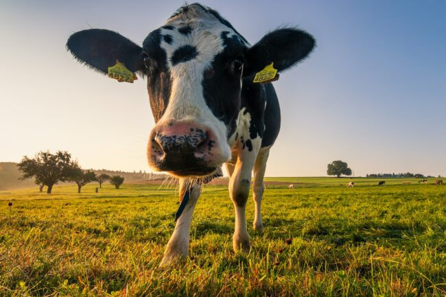black and white cow on green grass field during daytime