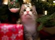 white and gray cat on christmas tree