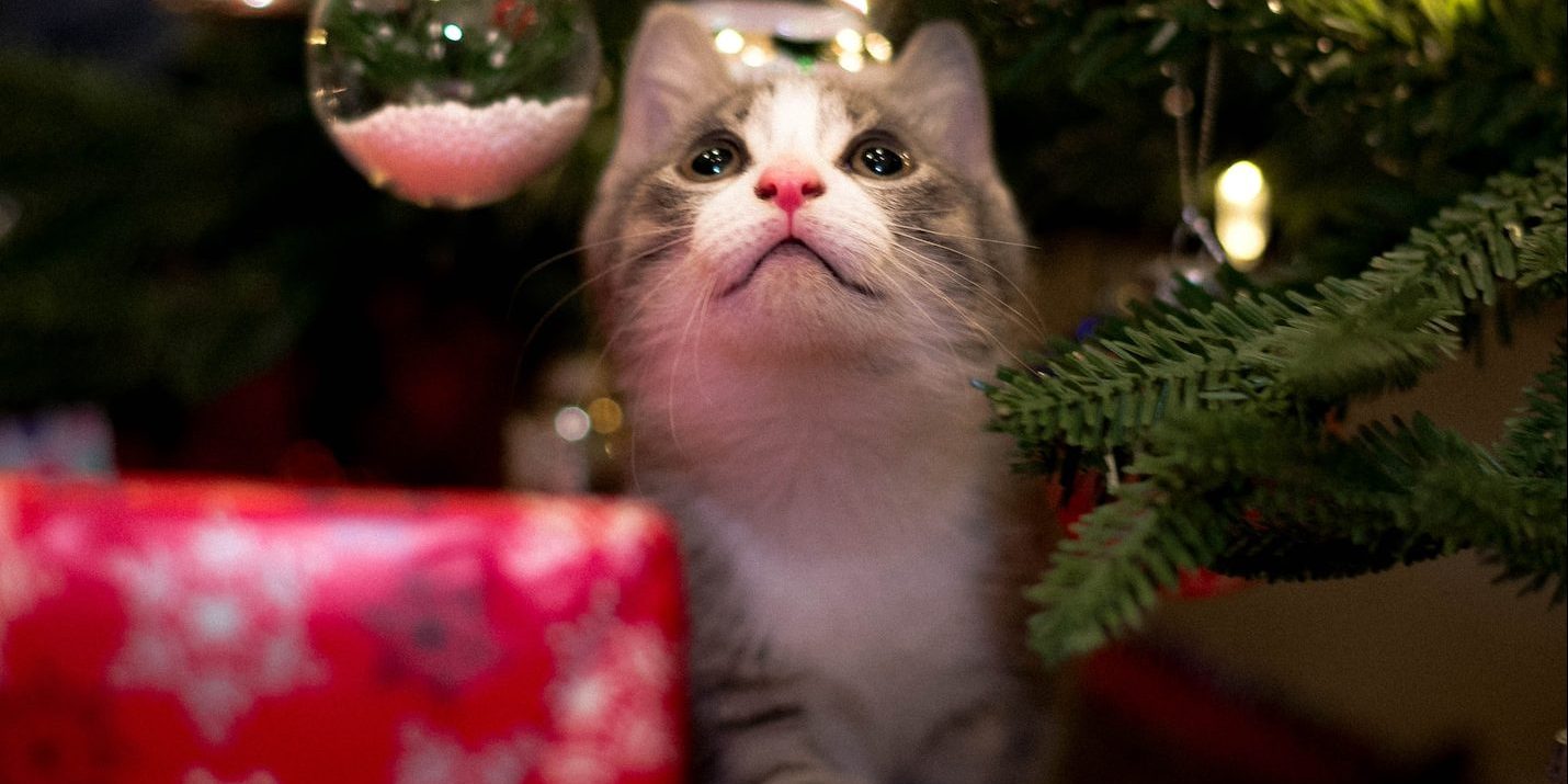 white and gray cat on christmas tree