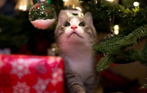 white and gray cat on christmas tree