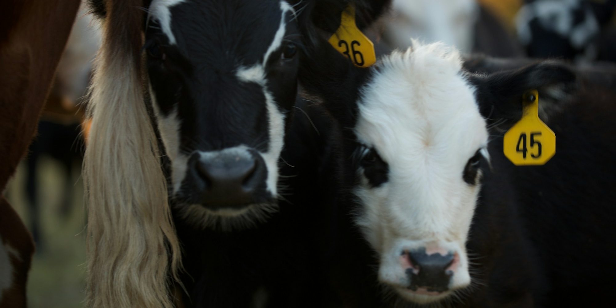two white and black calves during daytime