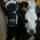 two white and black calves during daytime