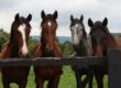 brown and white horses on green grass field during daytime