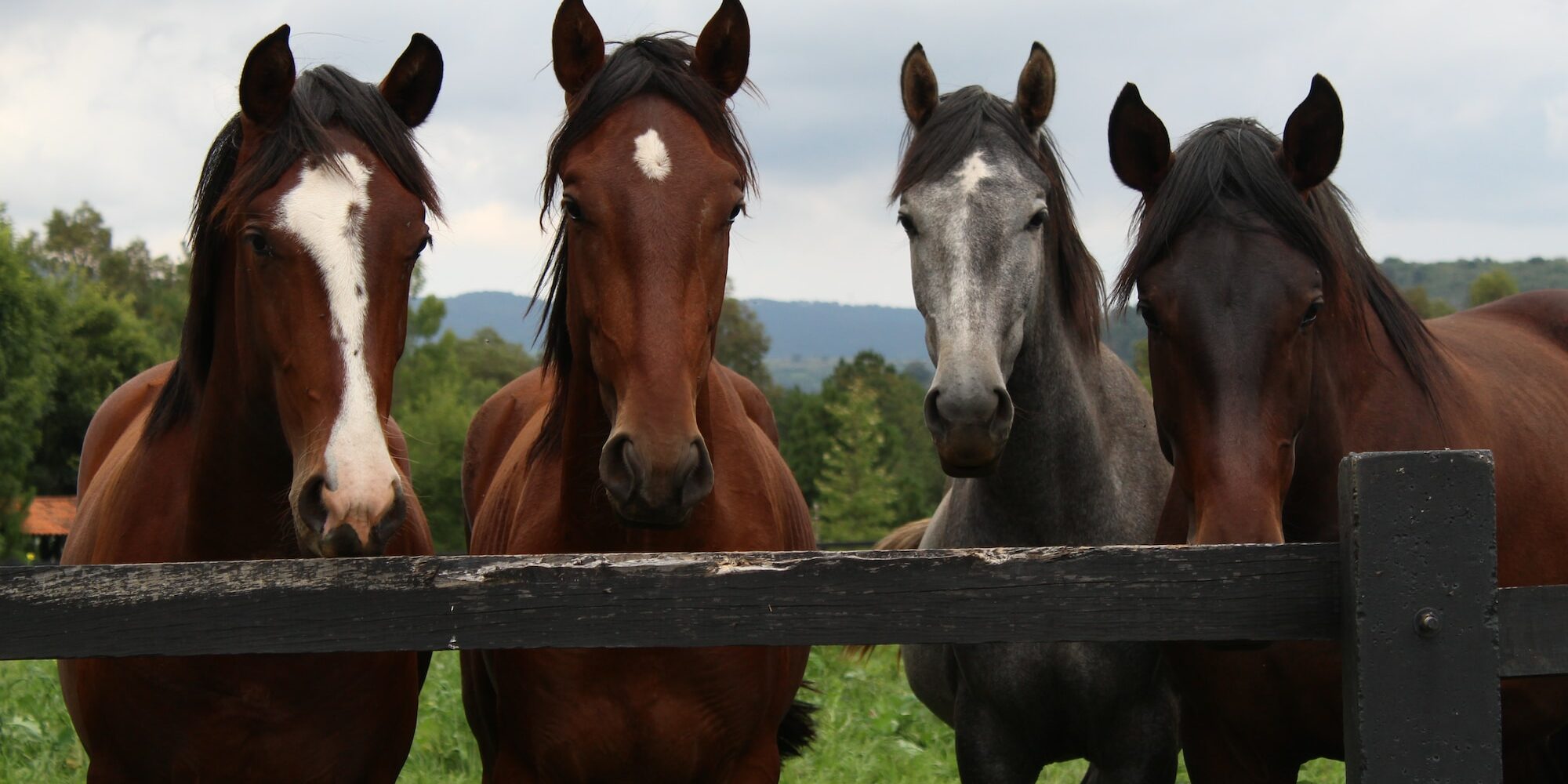 brown and white horses on green grass field during daytime